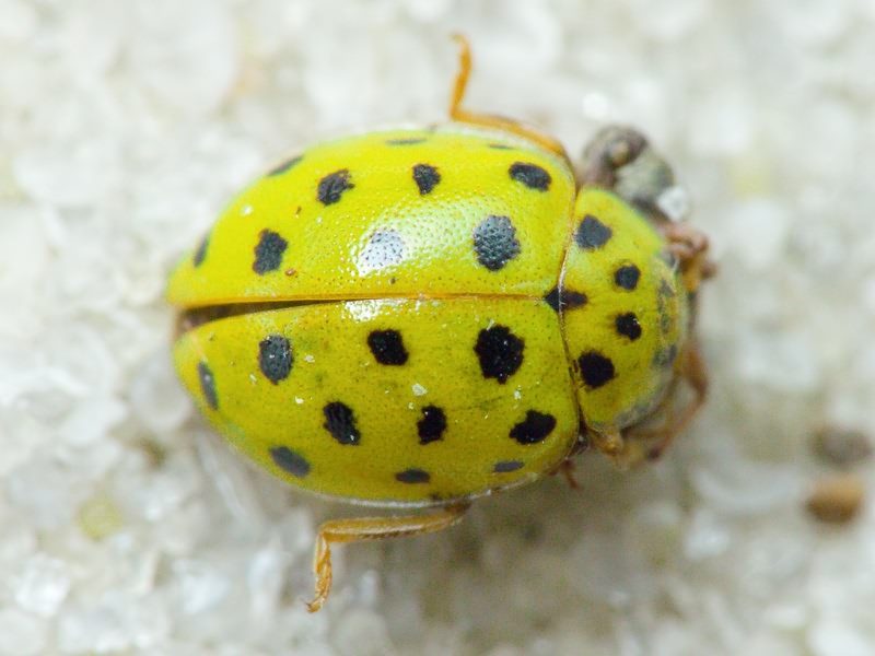 Psyllobora (Thea) vigintiduopunctata (Linnaeus, 1758)
